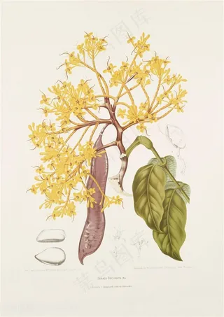 古书手绘植物插画图片