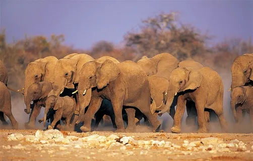 5K大象图片 5K大象图片