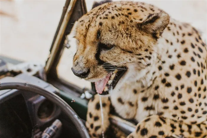 敏捷的猎豹图