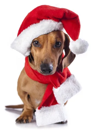 圣诞宠物图片