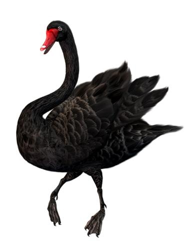 黑天鹅 PNG免抠(380x486)