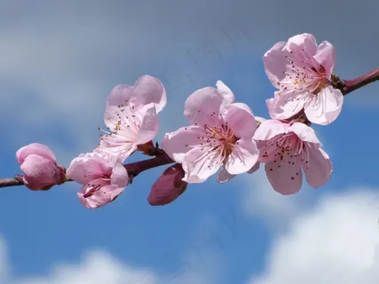 粉色桃花图片 粉色桃花图片