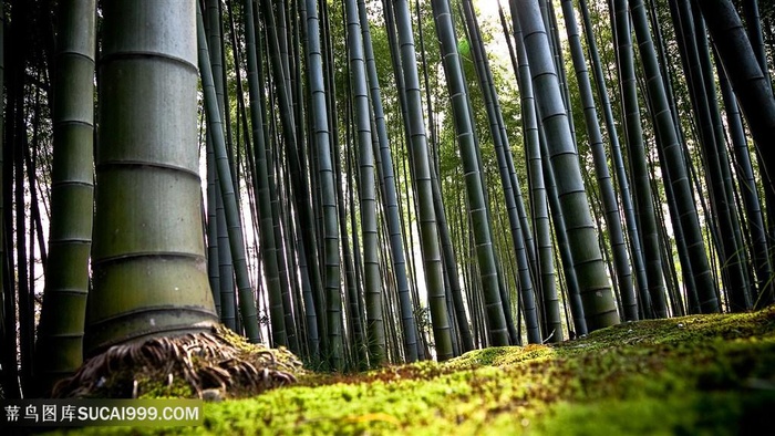 竹林风景画壁纸