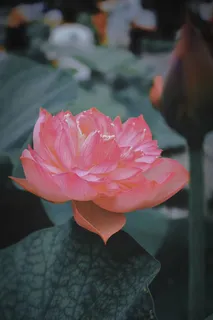 高清荷花大图 高清荷花大图