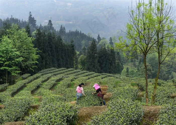绿色茶园采茶
