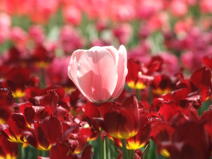 粉色郁金香图片