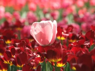 粉色郁金香图片