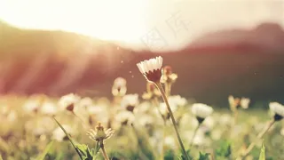 阳光下的白色小花