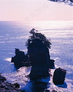 海水中岩石上的迎客松