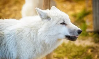 高清白色的狼图片