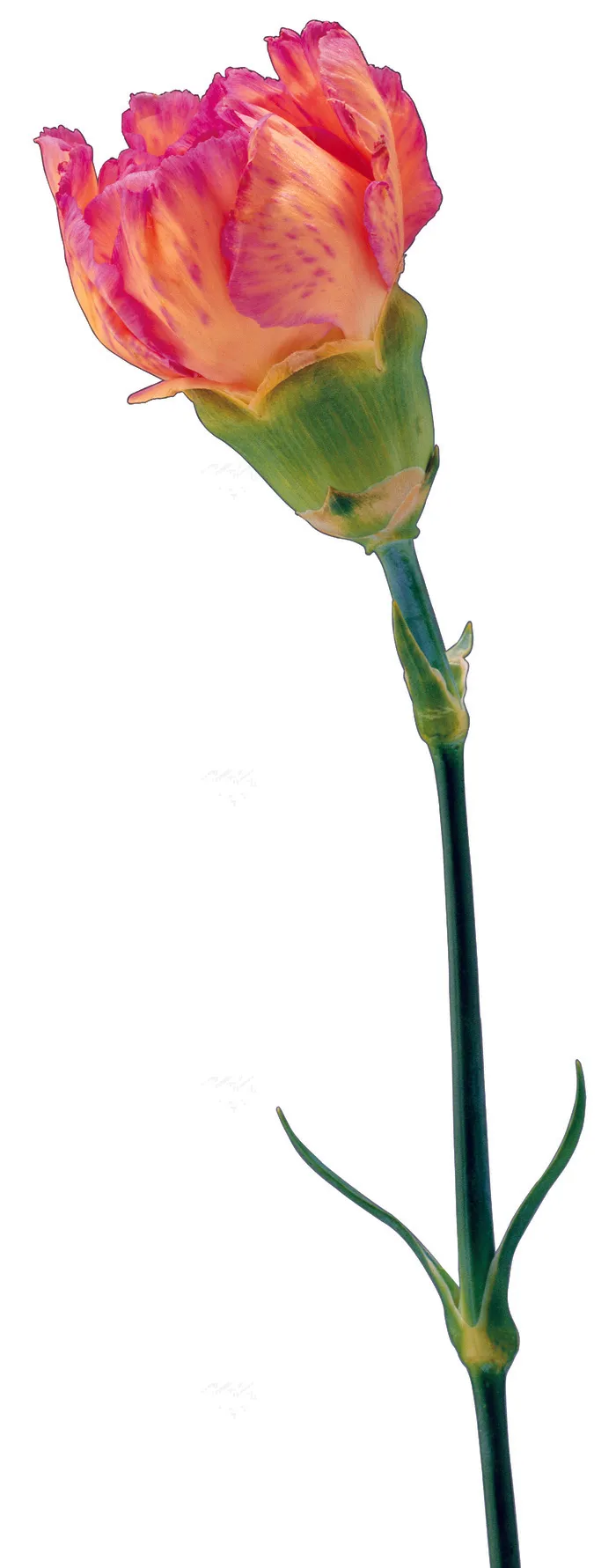 康乃馨高清图片下载