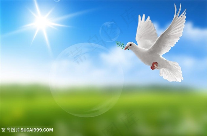 和平鸽阳光下的飞翔白鸽