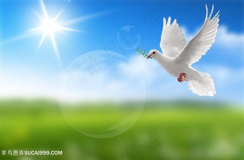 和平鸽阳光下的飞翔白鸽