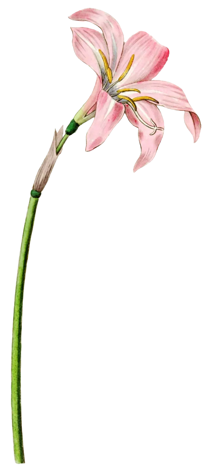 复古手绘植物花卉玫瑰花PNG免扣图案高清图片PS设计素材图