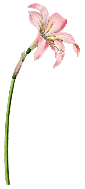 复古手绘植物花卉玫瑰花PNG免扣图案高清图片PS设计素材图