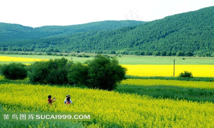 内蒙古阿尔山菜花美景