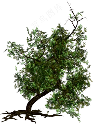 树木免扣图片  