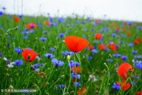 高清唯美虞美人花海图片 高清唯美虞美人花海图片