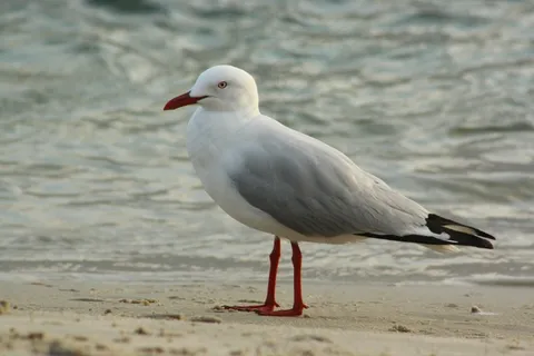 海滩海鸥图片 海滩海鸥图片