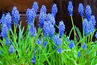 蓝色风信子花图片