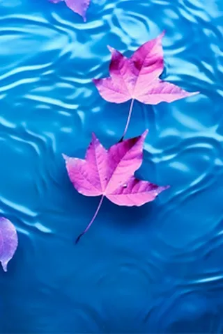 掉落水面的枫叶背景