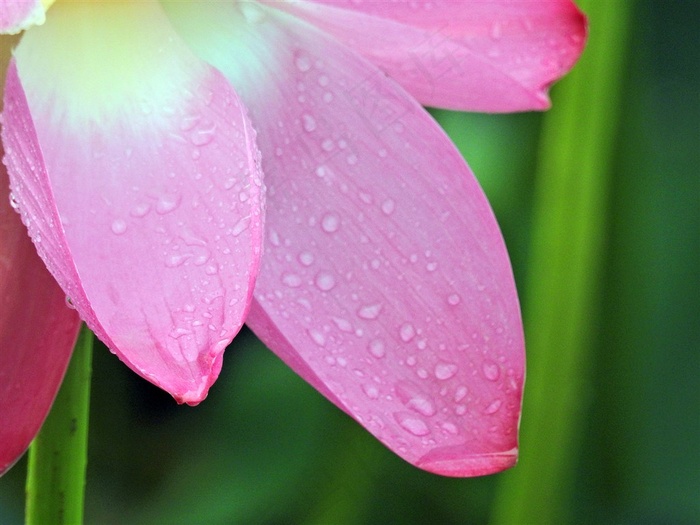 鲜花系列雨后荷花高清图