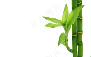 免抠实物竹子摄影图透明图层