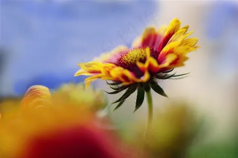 高清唯美鲜花图片 高清唯美鲜花图片