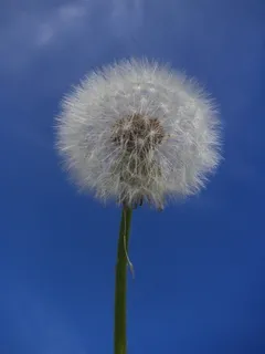 蓝天蒲公英图片 蓝天蒲公英图片