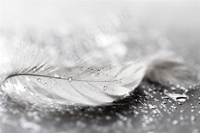 白色羽毛上的小水珠特写高清图片