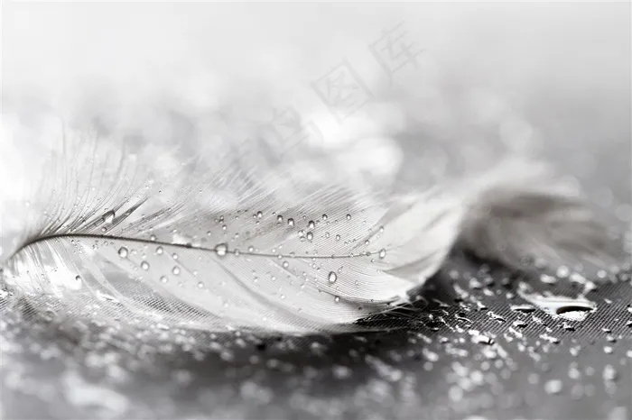 白色羽毛上的小水珠特写高清图片
