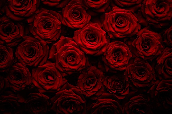 美丽的玫瑰花背景素材