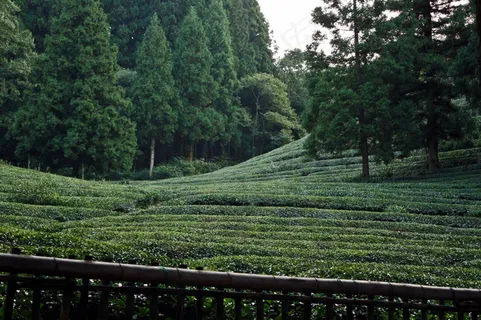 绿色茶园图片 绿色茶园图片