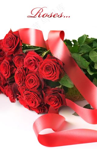 高清晰玫瑰花图片下载