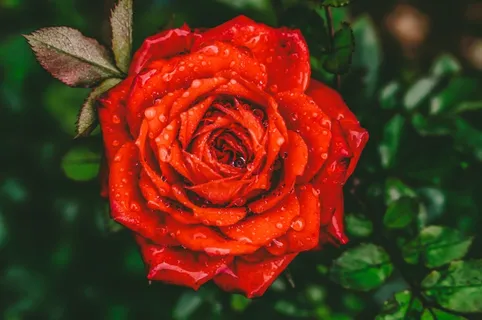 玫瑰花摄影图情人节玫瑰花配图图片 玫瑰花摄影图情人节玫瑰花配图图片