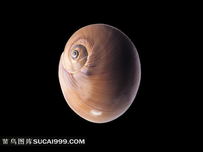 漂亮海贝摄影素材