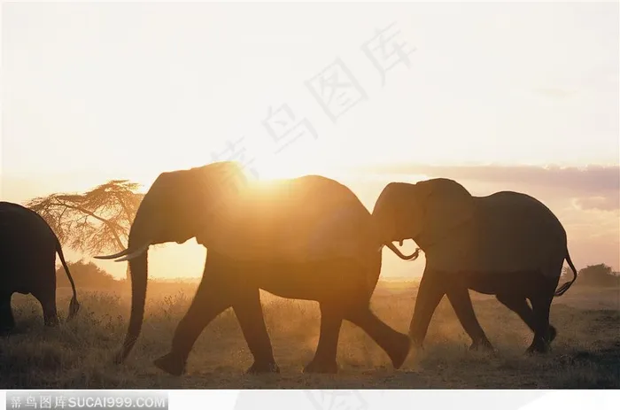 象之世界-夕阳时行走的大象