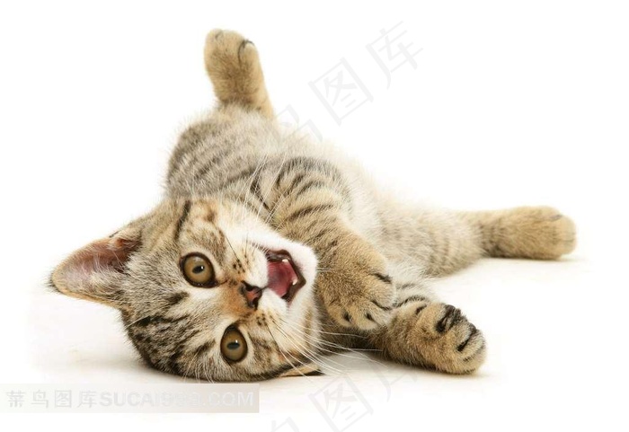 正在玩耍的可爱小花猫