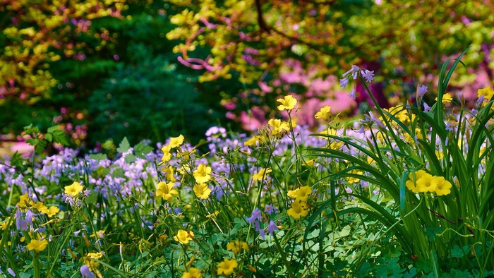 花丛花彩色花多彩花朵