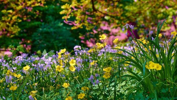 花丛花彩色花多彩花朵 花丛花彩色花多彩花朵