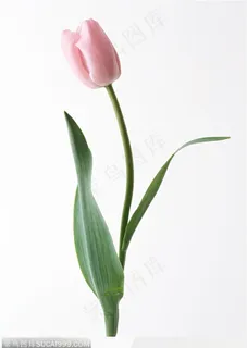 漂亮的粉色郁金香花苞图片 漂亮的粉色郁金香花苞图片
