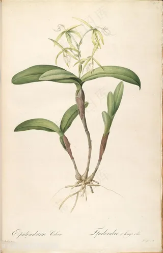 高清花草雷杜德原版唯美花卉植物图谱