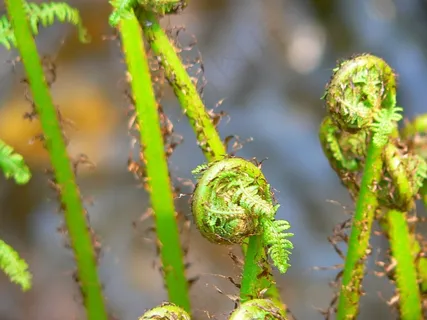 猴腿菜图片 猴腿菜图片