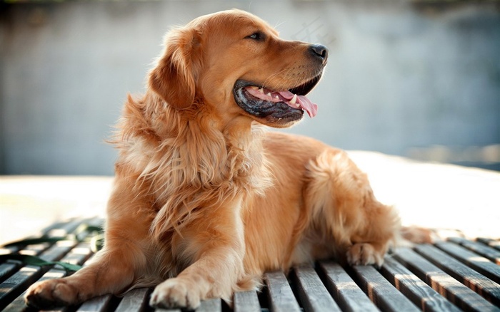 趴着的金毛犬狗狗图片
