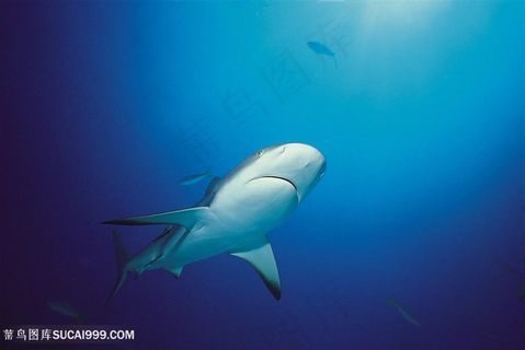 海洋巨无霸大鲨鱼