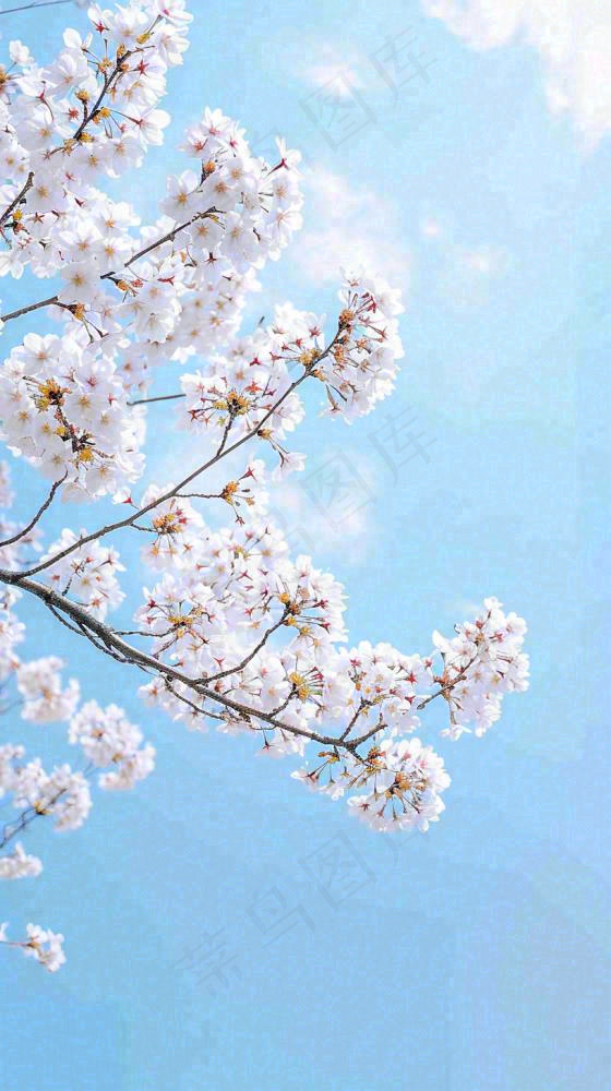 春天开满花朵的树冠仰拍蓝色天空，立春，春分摄影图