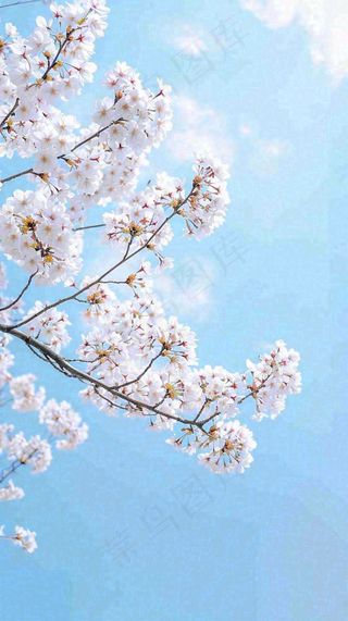 春天开满花朵的树冠仰拍蓝色天空，立春，春分摄影图