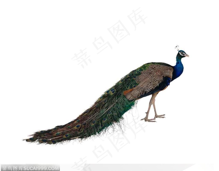雄性绿孔雀侧面全身特写