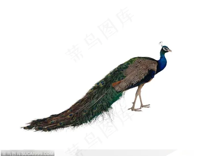 雄性绿孔雀侧面全身特写