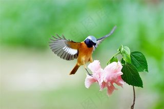追逐花朵的北红尾鸲雄鸟高清图片